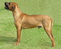 Giống chó quý hiếm được ví như 