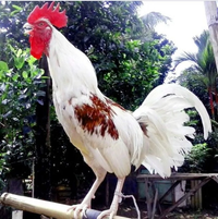 Giống gà biểu tượng quyền lực của hoàng gia cất 