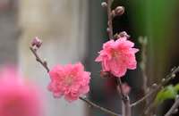 Đào Nhật Tân xuống phố 