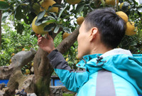 Đào Nhật Tân xuống phố 