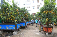 Đào Nhật Tân xuống phố 