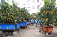 Đào Nhật Tân xuống phố 