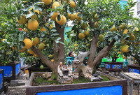 Đào Nhật Tân xuống phố 