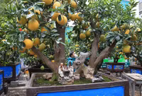 Đào Nhật Tân xuống phố 