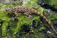 Những loài tắc kè độc đáo, kỳ lạ nhất Việt Nam