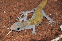 Những loài tắc kè độc đáo, kỳ lạ nhất Việt Nam