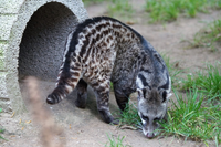 Điểm danh những loài cầy quý hiếm ở Việt Nam