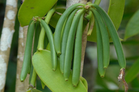 Loại cây được dùng gia vị đắt thứ hai thế giới, chỉ nở vào đúng duy nhất 1 ngày trong năm