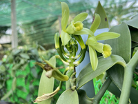 Loại cây được dùng gia vị đắt thứ hai thế giới, chỉ nở vào đúng duy nhất 1 ngày trong năm