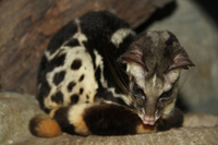 Điểm danh những loài cầy quý hiếm ở Việt Nam