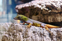 Những loài tắc kè độc đáo, kỳ lạ nhất Việt Nam