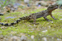 Những loài tắc kè độc đáo, kỳ lạ nhất Việt Nam