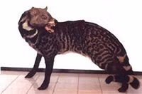 Điểm danh những loài cầy quý hiếm ở Việt Nam