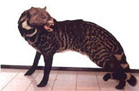 Điểm danh những loài cầy quý hiếm ở Việt Nam