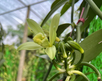 Loại cây được dùng gia vị đắt thứ hai thế giới, chỉ nở vào đúng duy nhất 1 ngày trong năm