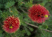 Những điều chưa biết về các loài cây họ Sim