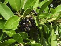 Những điều chưa biết về các loài cây họ Sim