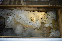 Kỳ lạ hang động duy nhất trên thế giới đóng băng mùa hè, tan chảy mùa đông