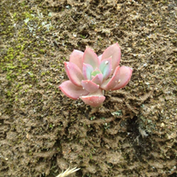 Loài cây nhỏ bé nhưng sức sống mãnh liệt, kiên cường