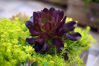 Loài cây nhỏ bé nhưng sức sống mãnh liệt, kiên cường