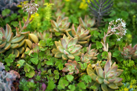 Loài cây nhỏ bé nhưng sức sống mãnh liệt, kiên cường