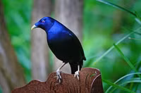 Những loài động vật lãng mạn và gắn bó với nhau trọn đời