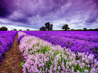 Những vườn hoa đẹp nhất thế giới, nhiều người có thể chưa biết