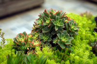 Loài cây nhỏ bé nhưng sức sống mãnh liệt, kiên cường