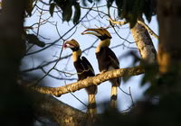 Những loài động vật lãng mạn và gắn bó với nhau trọn đời