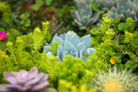 Loài cây nhỏ bé nhưng sức sống mãnh liệt, kiên cường