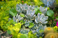 Loài cây nhỏ bé nhưng sức sống mãnh liệt, kiên cường