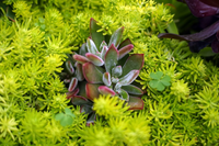 Loài cây nhỏ bé nhưng sức sống mãnh liệt, kiên cường