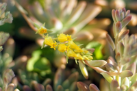 Loài cây nhỏ bé nhưng sức sống mãnh liệt, kiên cường