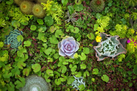 Loài cây nhỏ bé nhưng sức sống mãnh liệt, kiên cường