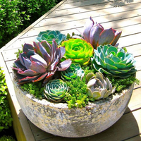 Loài cây nhỏ bé nhưng sức sống mãnh liệt, kiên cường