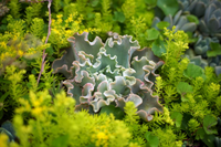 Loài cây nhỏ bé nhưng sức sống mãnh liệt, kiên cường