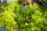 Loài cây nhỏ bé nhưng sức sống mãnh liệt, kiên cường