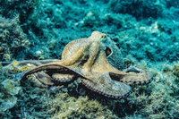 Khám phá bí mật về loài 