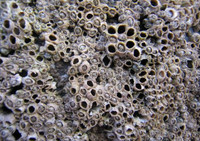 Những sự thật về con hà khiến ai cũng bất ngờ