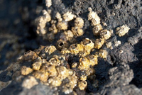 Những sự thật về con hà khiến ai cũng bất ngờ