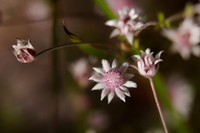 Loài hoa tuyệt đẹp chỉ xuất hiện sau những vụ cháy rừng