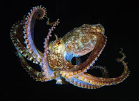 Khám phá bí mật về loài 