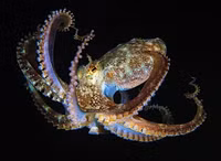 Khám phá bí mật về loài 