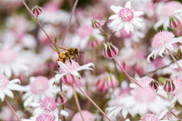 Loài hoa tuyệt đẹp chỉ xuất hiện sau những vụ cháy rừng