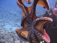 Khám phá bí mật về loài 