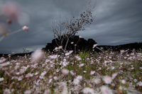 Loài hoa tuyệt đẹp chỉ xuất hiện sau những vụ cháy rừng