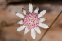 Loài hoa tuyệt đẹp chỉ xuất hiện sau những vụ cháy rừng