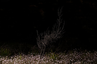 Loài hoa tuyệt đẹp chỉ xuất hiện sau những vụ cháy rừng