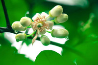 Có một Hà Nội ngát hương hoa bưởi