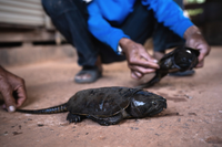 Loài rùa đầu to biết trèo cây, có tên trong Sách Đỏ Việt Nam